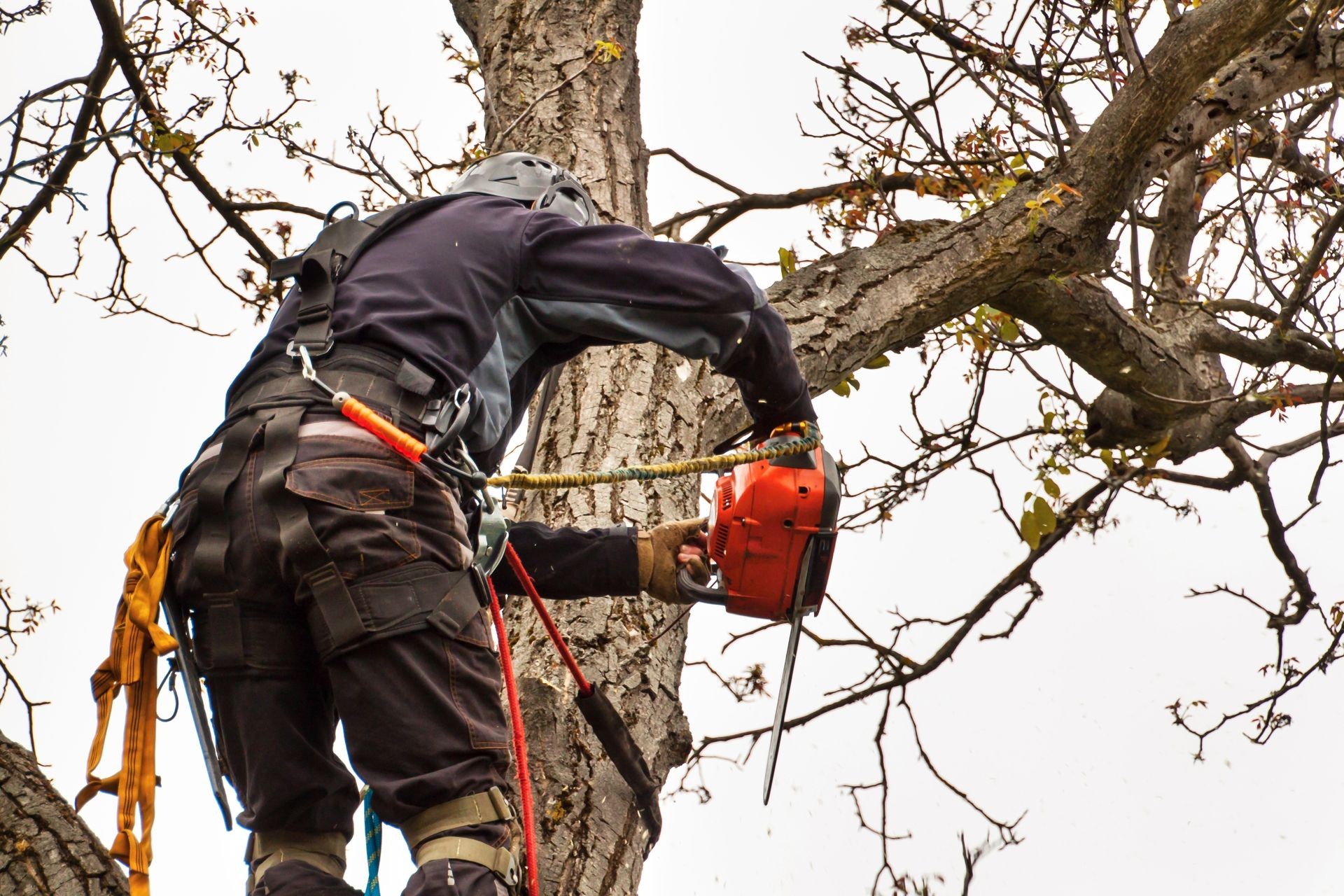 Lumberjack with saw and harness pruning a tree. Arborist work on old walnut tree